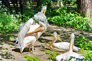 Киевский зоопарк 2017