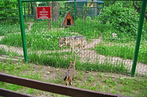 Киевский зоопарк 2017