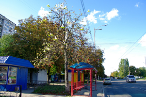 Киевский каштан (фото 2017г.)