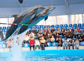 киевский дельфинарий (фото 2017г)