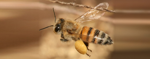 Киев  Інститут бджільництва 