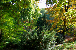 Ботанічний сад Фоміна (фото 2019р.)